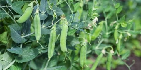 Trebam li potopiti grašak prije sadnje u otvoreno tlo